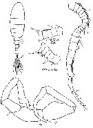 Espce Eurytemora americana - Planche 8 de figures morphologiques