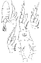 Espce Eurytemora asymmetrica - Planche 2 de figures morphologiques