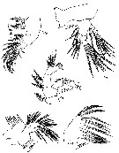 Espce Eurytemora asymmetrica - Planche 3 de figures morphologiques