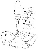 Espce Eurytemora asymmetrica - Planche 4 de figures morphologiques