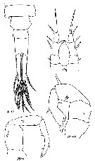 Espce Eurytemora canadensis - Planche 1 de figures morphologiques