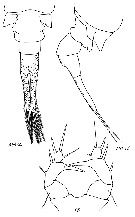 Espce Eurytemora composita - Planche 9 de figures morphologiques