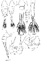 Espce Eurytemora gracilicauda - Planche 2 de figures morphologiques