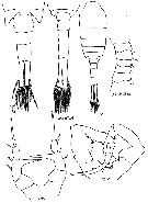 Espce Eurytemora gracilis - Planche 2 de figures morphologiques