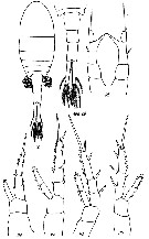 Species Eurytemora grimmi - Plate 1 of morphological figures