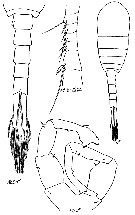 Espce Eurytemora grimmi - Planche 2 de figures morphologiques