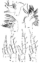 Species Eurytemora herdmani - Plate 7 of morphological figures