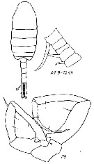 Espce Eurytemora herdmani - Planche 8 de figures morphologiques