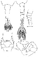 Espce Eurytemora lacustris - Planche 2 de figures morphologiques