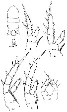 Espce Eurytemora pacifica - Planche 15 de figures morphologiques