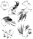 Species Eurytemora pacifica - Plate 16 of morphological figures
