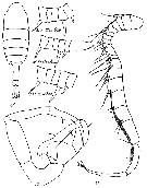 Species Eurytemora pacifica - Plate 17 of morphological figures