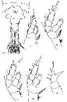 Species Eurytemora raboti - Plate 3 of morphological figures