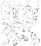 Espce Onchocalanus trigoniceps - Planche 2 de figures morphologiques