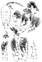 Espce Eurytemora velox - Planche 4 de figures morphologiques