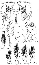 Espce Stephos lamellatus - Planche 3 de figures morphologiques