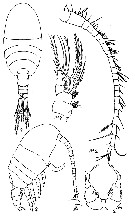 Espce Parastephos occatum - Planche 1 de figures morphologiques