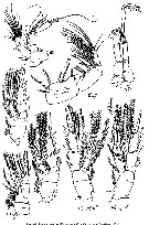 Species Parastephos occatum - Plate 3 of morphological figures
