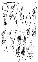 Espce Parastephos pallidus - Planche 3 de figures morphologiques