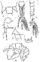 Espce Eurytemora kurenkovi - Planche 1 de figures morphologiques