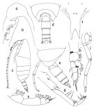 Espce Onchocalanus trigoniceps - Planche 4 de figures morphologiques