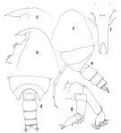 Espce Onchocalanus paratrigoniceps - Planche 2 de figures morphologiques