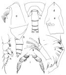 Espce Onchocalanus cristatus - Planche 2 de figures morphologiques
