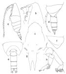 Espce Onchocalanus cristatus - Planche 3 de figures morphologiques