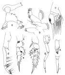 Espce Onchocalanus cristatus - Planche 4 de figures morphologiques