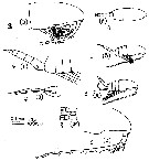 Espce Pseudocalanus newmani - Planche 4 de figures morphologiques