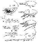 Espce Pseudocalanus acuspes - Planche 10 de figures morphologiques
