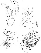 Espce Ryocalanus infelix - Planche 4 de figures morphologiques