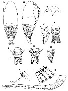 Species Ryocalanus squamatus - Plate 1 of morphological figures
