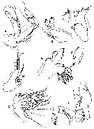 Espce Ryocalanus squamatus - Planche 2 de figures morphologiques