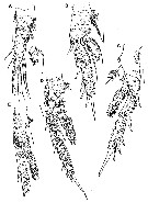Espce Ryocalanus squamatus - Planche 3 de figures morphologiques