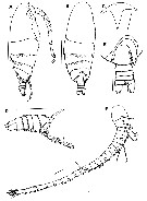 Species Ryocalanus squamatus - Plate 5 of morphological figures