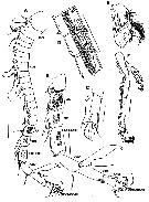 Espce Ryocalanus squamatus - Planche 6 de figures morphologiques