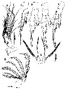 Espce Acartia (Odontacartia) edentata - Planche 4 de figures morphologiques