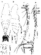 Espce Acartia (Odontacartia) edentata - Planche 7 de figures morphologiques
