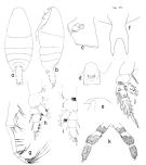 Espce Onchocalanus wolfendeni - Planche 1 de figures morphologiques