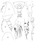 Espce Onchocalanus wolfendeni - Planche 2 de figures morphologiques