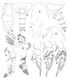 Espce Onchocalanus hirtipes - Planche 1 de figures morphologiques