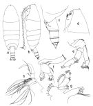 Espce Cornucalanus chelifer - Planche 4 de figures morphologiques