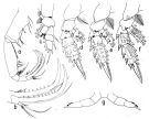 Espce Cornucalanus chelifer - Planche 5 de figures morphologiques