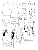 Espce Centropages gracilis - Planche 3 de figures morphologiques