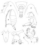 Espce Cornucalanus chelifer - Planche 2 de figures morphologiques
