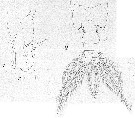 Espce Acartia (Odontacartia) bispinosa - Planche 13 de figures morphologiques
