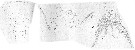 Espce Acartia (Odontacartia) amboinensis - Planche 10 de figures morphologiques