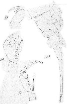 Espce Corycaeus (Urocorycaeus) longistylis - Planche 10 de figures morphologiques