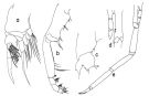 Espce Cornucalanus chelifer - Planche 3 de figures morphologiques